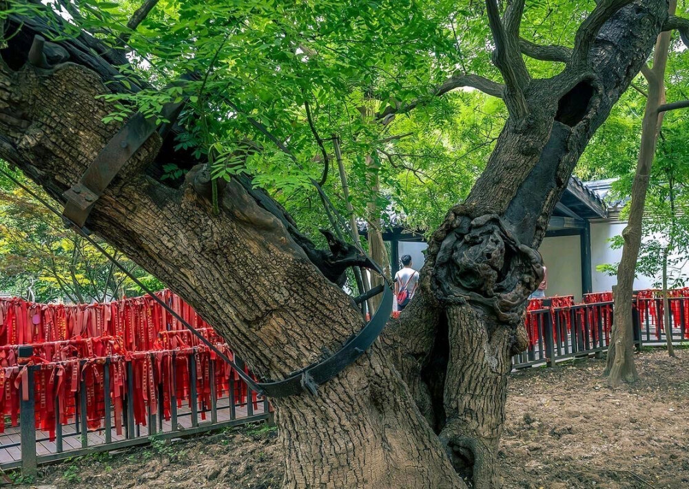 项王手植槐
地址：江苏省宿迁市项里社区
树龄：2200年
项王故里景区的千年古槐树，有“天下第一槐”之称。这棵槐树是当年西楚霸王项羽16岁时亲手栽种的，距今已有2200多年历史，是江苏省的一级?；す攀髅?，位列江苏十大“寿星树”之首。虽然内部已经空洞，但枝叶依然茂盛，生命力旺盛，令人称奇。