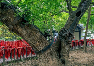 项王手植槐
地址：江苏省宿迁市项里社区
树龄：2200年
项王故里景区的千年古槐树，有“天下第一槐”之称。这棵槐树是当年西楚霸王项羽16岁时亲手栽种的，距今已有2200多年历史，是江苏省的一级保护古树名木，位列江苏十大“寿星树”之首。虽然内部已经空洞，但枝叶依然茂盛，生命力旺盛，令人称奇。