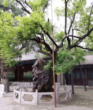 第一，东坡双槐
地址：河北省保定市定州市北城区刀枪街文庙
树龄：929年
关于东坡双槐还有一个美丽的传统。相传，其为北宋大文学家苏东坡任定州知州时亲手所植，故称“东坡双槐”。《定州志》记载：“东者葱郁如舞风，西者槎丫竦拔如神龙”，因此又叫“龙凤双槐”。