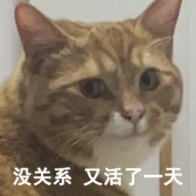 沙雕猫咪表情包