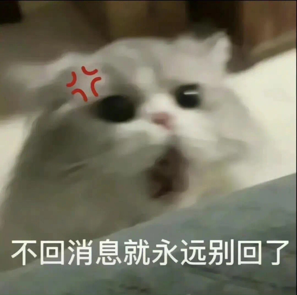 沙雕猫咪表情包