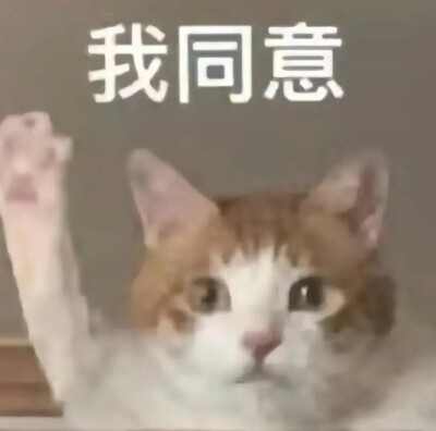 沙雕猫咪表情包