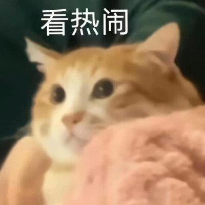 沙雕猫咪表情包