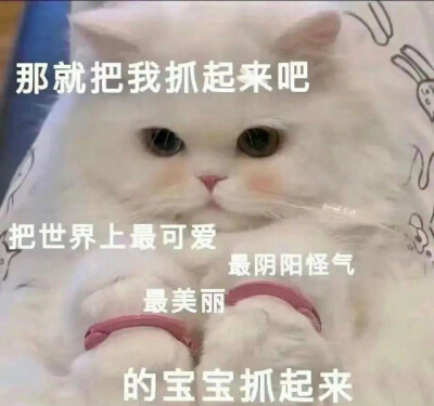 沙雕猫咪表情包