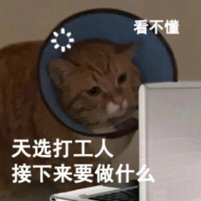 沙雕猫咪表情包