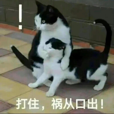 沙雕猫咪表情包