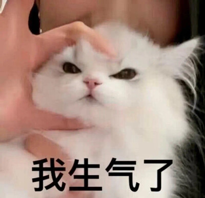 沙雕猫咪表情包