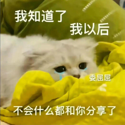 沙雕猫咪表情包