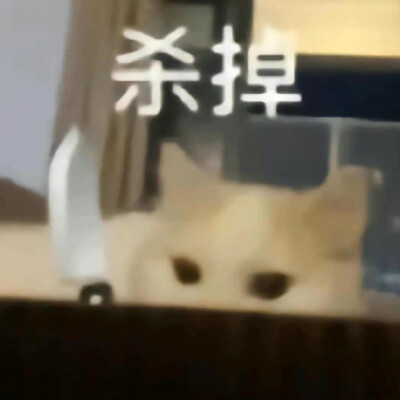 沙雕猫咪表情包