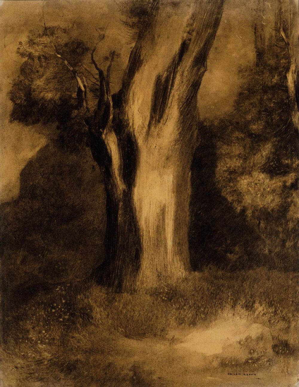 Tree,1875,Black charcoal with touches of brown charcoal,stumping,scraping and erasing,on ivory wove paper,discolored to cream,49.3×38.2cm
