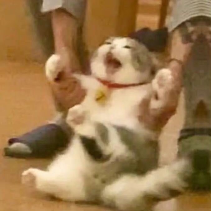 小猫尖叫