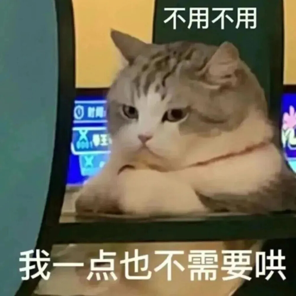 猫猫表情包