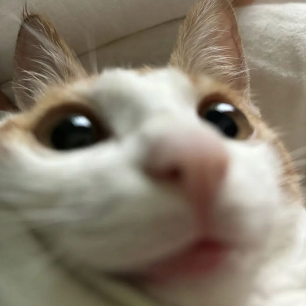 小猫头