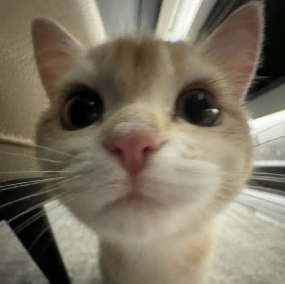 小猫头