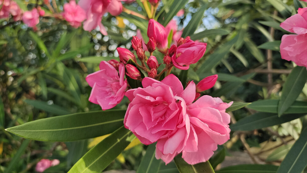 夏花欣赏：娇艳绽放的红花夹竹桃