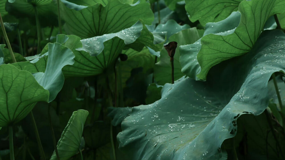 东方美学丨吾生须臾 ​
from浮春郷
＃西湖＃雨景