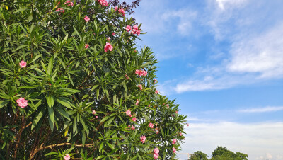 夏花欣赏：娇艳绽放的红花夹竹桃