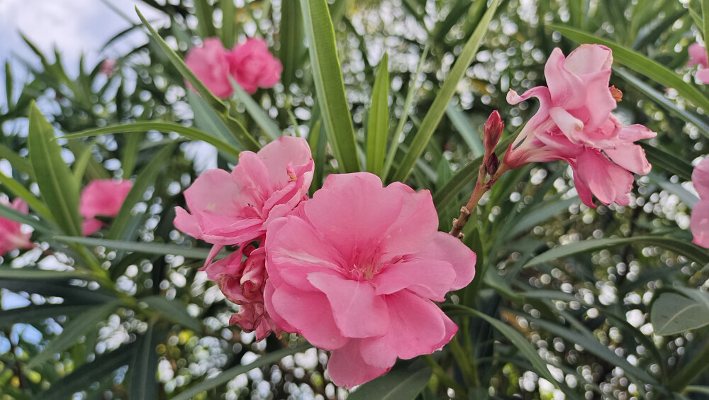 夏花欣赏：娇艳绽放的红花夹竹桃