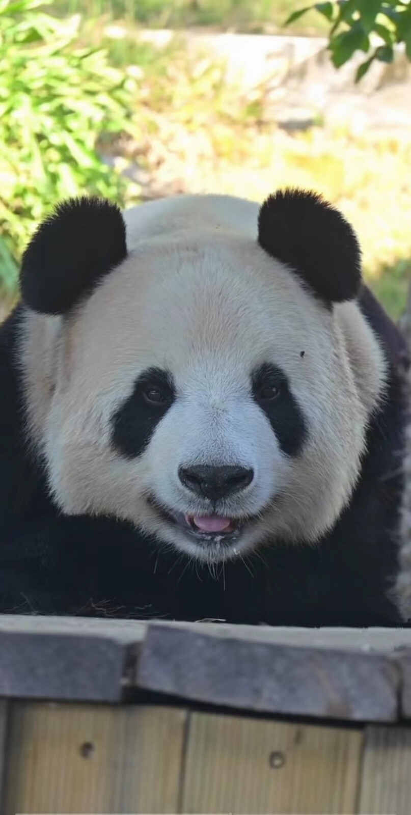 大熊猫飞云高清无水印壁纸头像图片