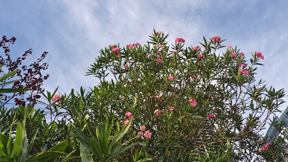 夏花欣賞：嬌艷綻放的紅花夾竹桃