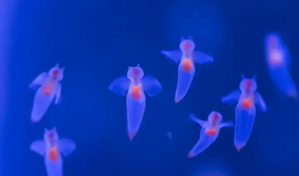 裸海蝶也叫冰海天使，体长 2-5cm，虽然有荧光，又神似水母，却是一种独门物种。裸海蝶主要生活在南北极的冰层之下。别被它的外表蒙蔽了，头上的双角已经暴露了它的猎食属性，它们捕猎时可绝不像天使。