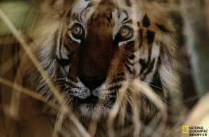 《丛林之眼》
   孟加拉虎（Panthera tigris tigris ）摄影：Michael Nichols 