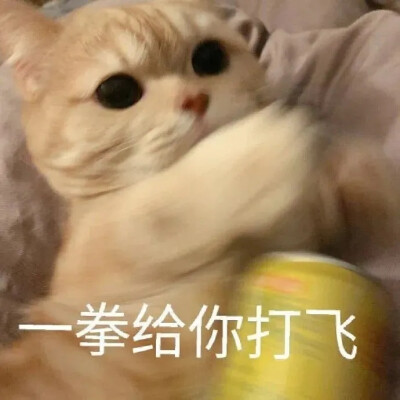 猫猫表情包