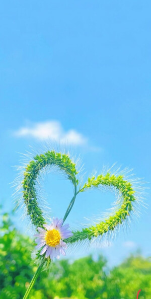 植物