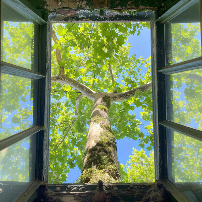 夏日清凉绿色壁纸