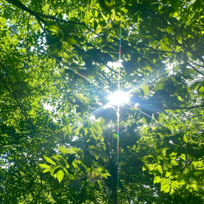 夏日清凉绿色壁纸