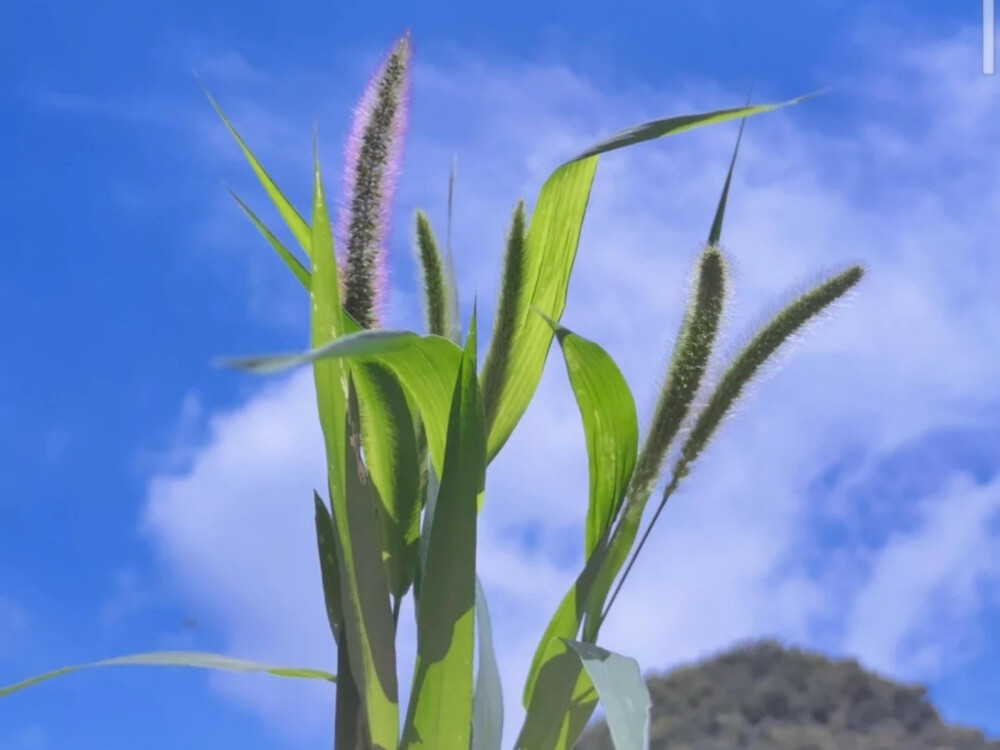 狗尾巴草