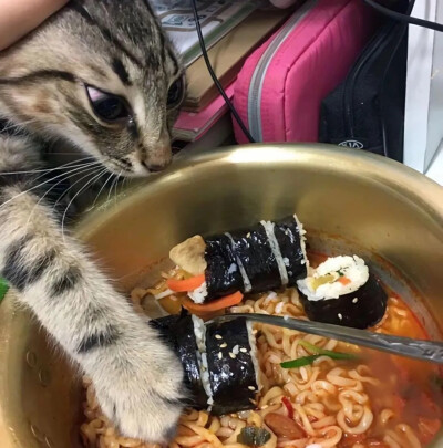 猫猫