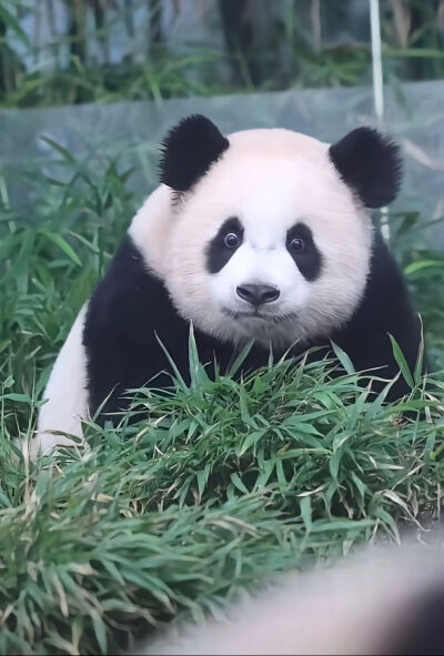 贤贤崽蕊蕊崽 花花 福宝 睿宝爱宝辉宝