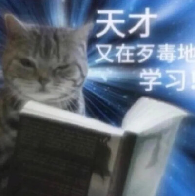 猫猫表情包