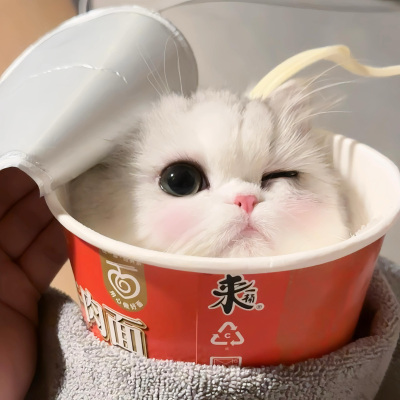 可爱头像 猫