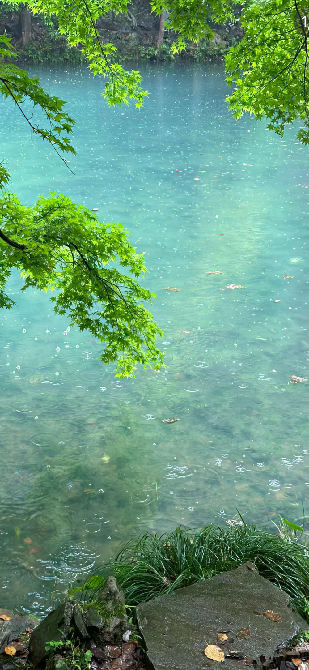 绿色壁纸 夏天壁纸