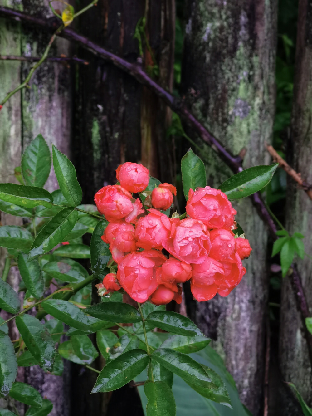 花花，不是panda花花
