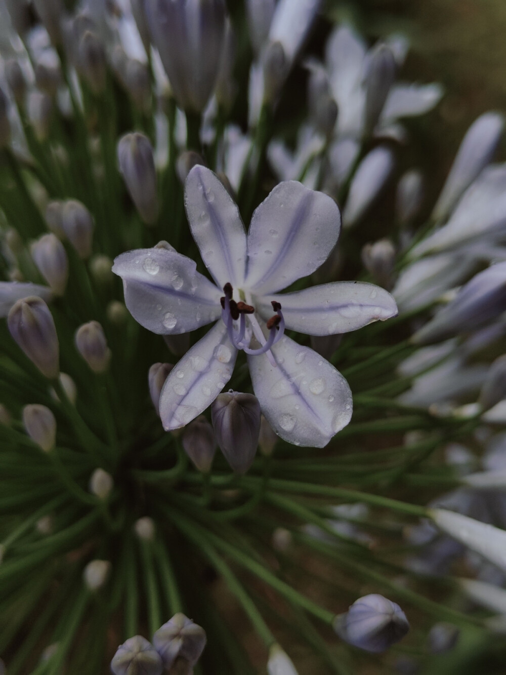 花花，不是panda花花
