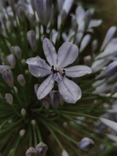 花花，不是panda花花
