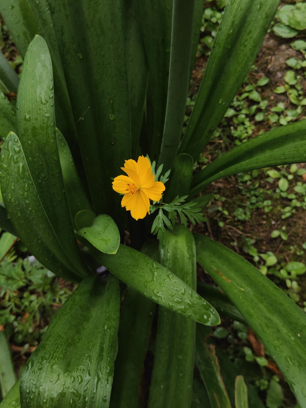 花花，不是panda花花
