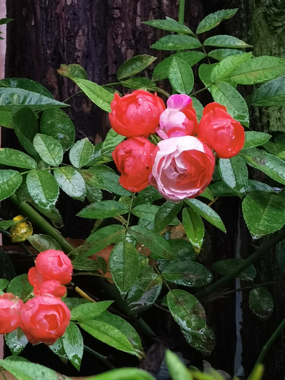 花花，不是panda花花
