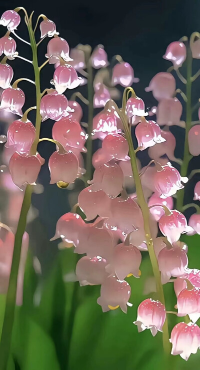 鲜花壁纸，希望大家能喜欢 ~~O(∩_∩)O~~