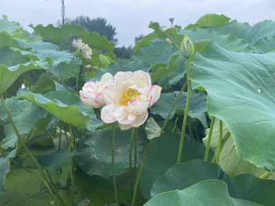 圆明园的荷花