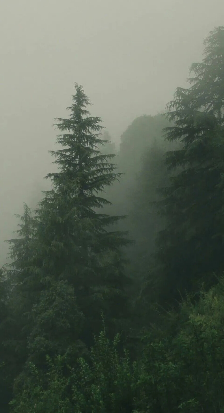 绿色质感风景壁纸，聊天背景，ins背景图，来自网络侵删