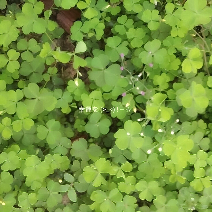 看到此图的人接下来的每天都会很幸运