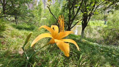 夏花欣赏：美丽的萱草花