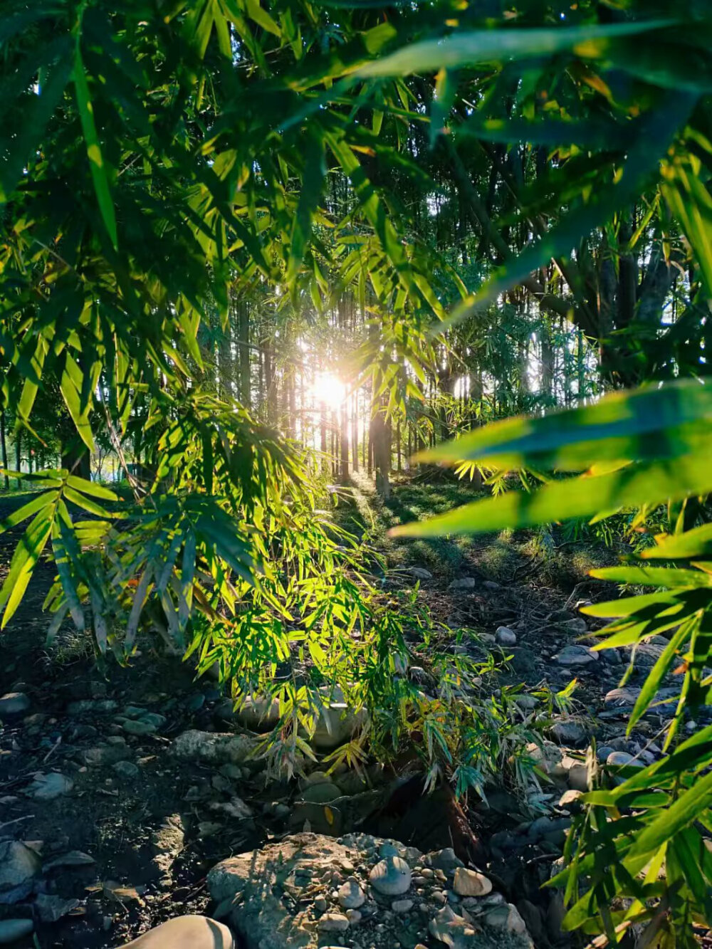 风景