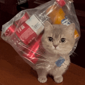 猫猫表情包