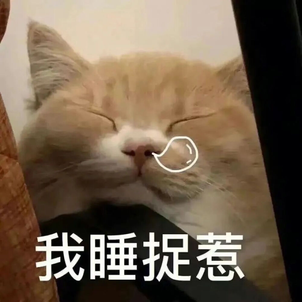 猫猫表情包