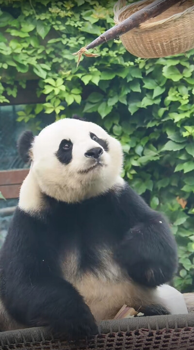 小白天